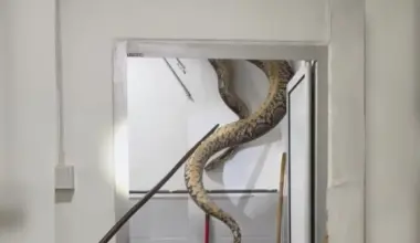 Teacher screams 'Anaconda' after 5m python falls from ceiling