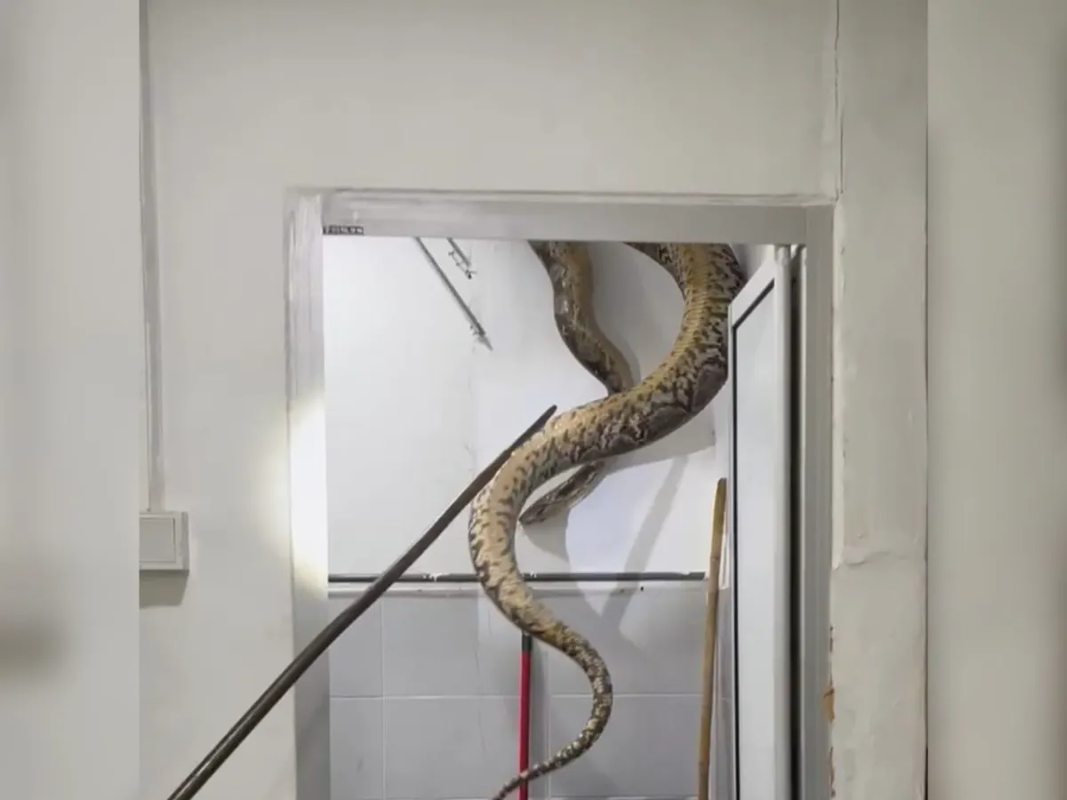 Teacher screams 'Anaconda' after 5m python falls from ceiling