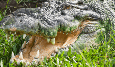 Are There Animals Without Natural Predators? Meet Earth’s Apex Predators