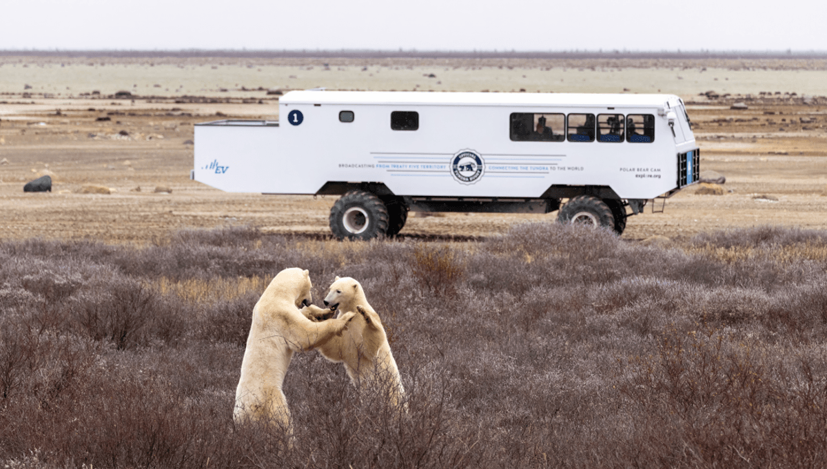 Are Polar Bears Dangerous? How “Bear-Dar” Can Keep Polar Bears And People Safe (And Separate)
