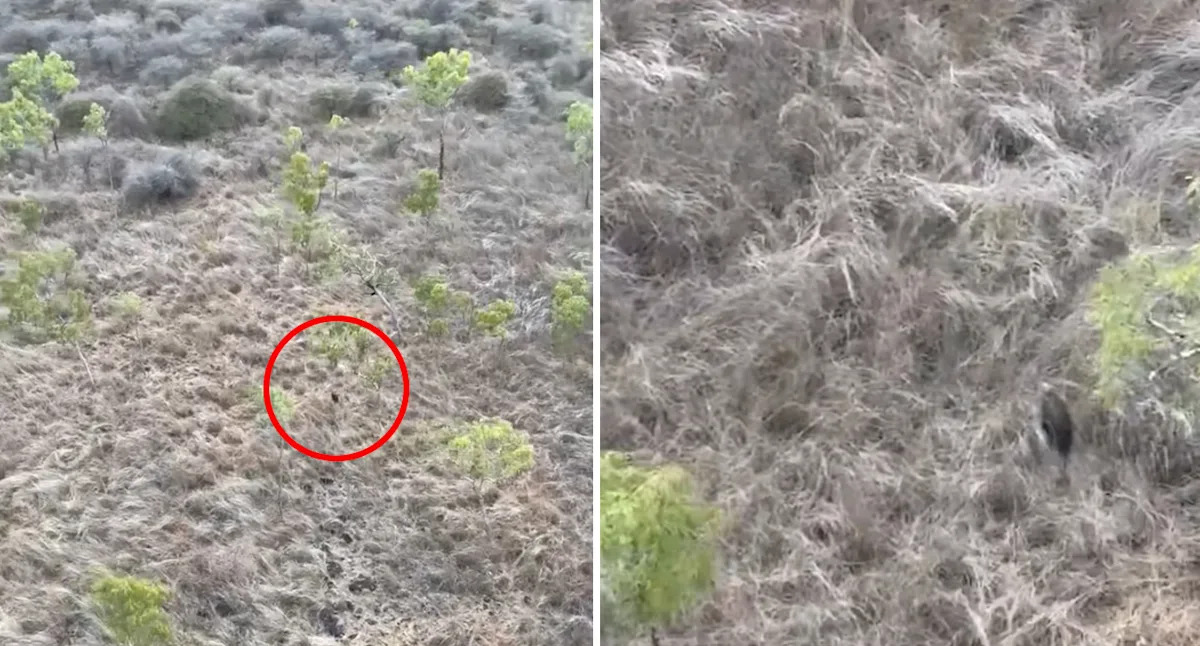 Pilot makes 'unusual' animal discovery flying over Aussie outback: 'No idea how it walked out there'