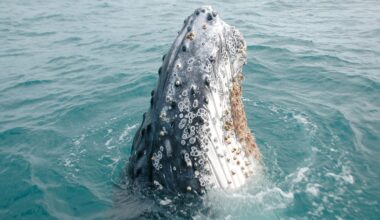 Why Do Barnacles Attach To Whales?