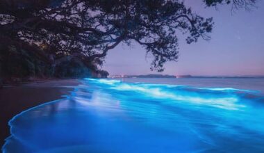 'Screams of joy' - Bioluminescence stuns onlookers at Auckland beach