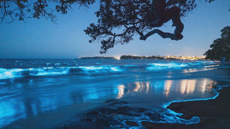 Bioluminescence at Auckland's Stanmore Bay on Friday, 7 November.