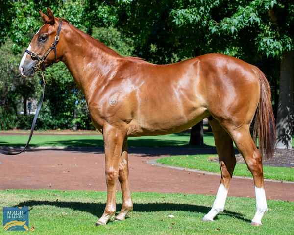 King o Light was a $120,000 Magic Millions Perth purchase.