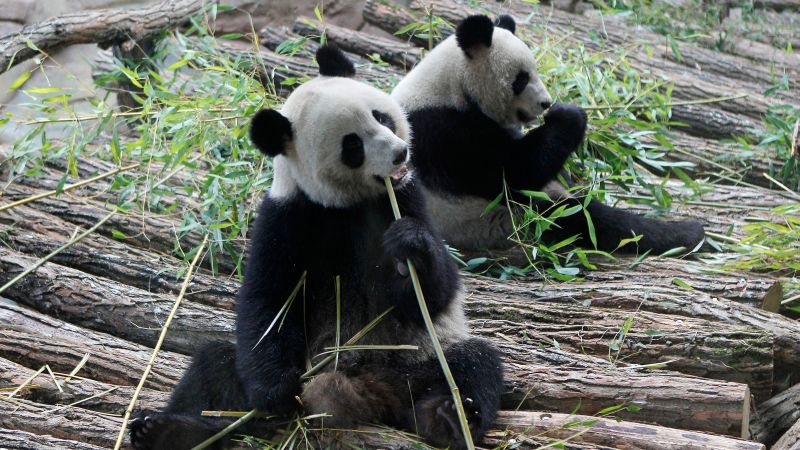France says ‘Bon voyage’ to 2 giant pandas as they head back to China