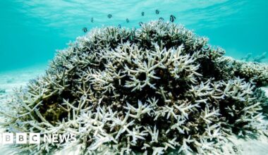Great Barrier Reef faces 'grim future' but can recover if global warming stays below 2C