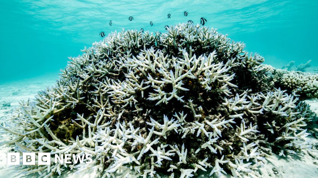 Great Barrier Reef faces 'grim future' but can recover if global warming stays below 2C