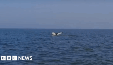 Fisherman films 'magical' humpback whale off Norfolk coast