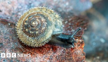 Conservationists unite to save London’s rare 'German' hairy snail