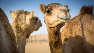Camels might help stop Alzheimer’s! New research reveals how their tiny antibodies could protect the brain from memory loss