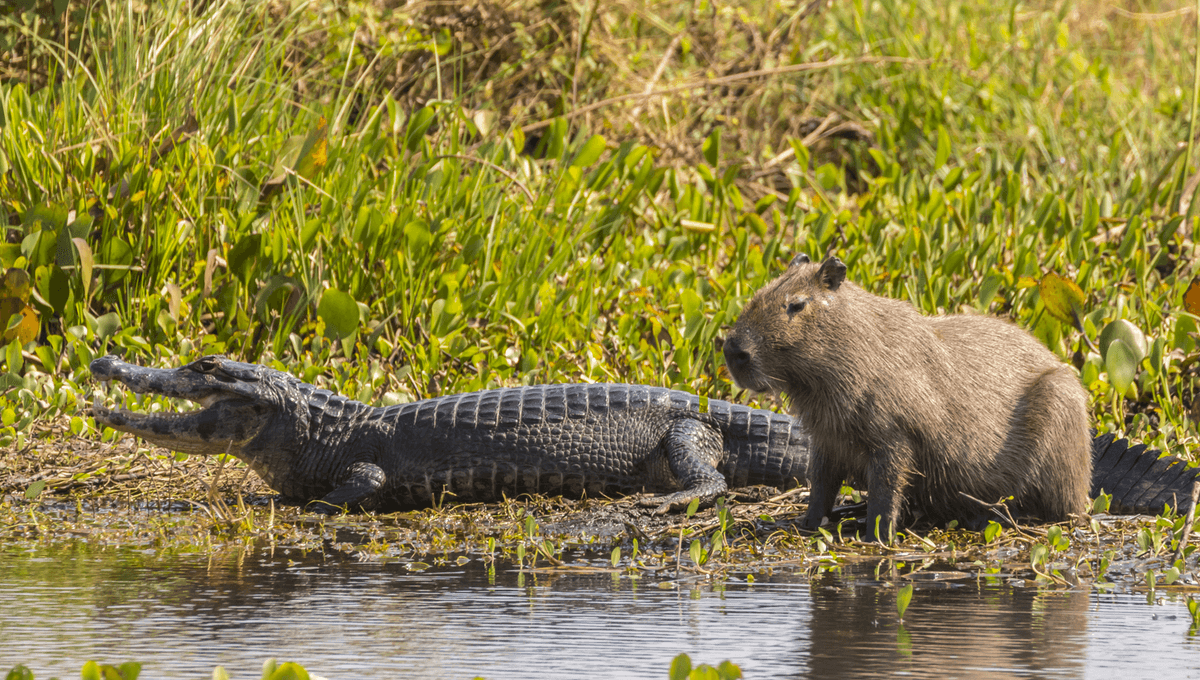 Why Do Crocodiles Not Eat Capybara?