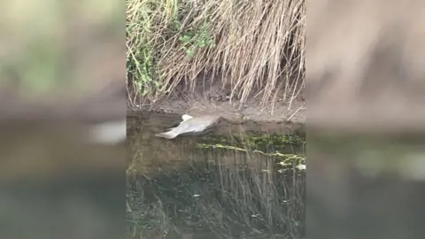 Johnny Allen A dead fish floats in the water. 