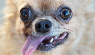 Your Dog Probably Still Has Some Wolf DNA in Its Genome, Study Finds : ScienceAlert