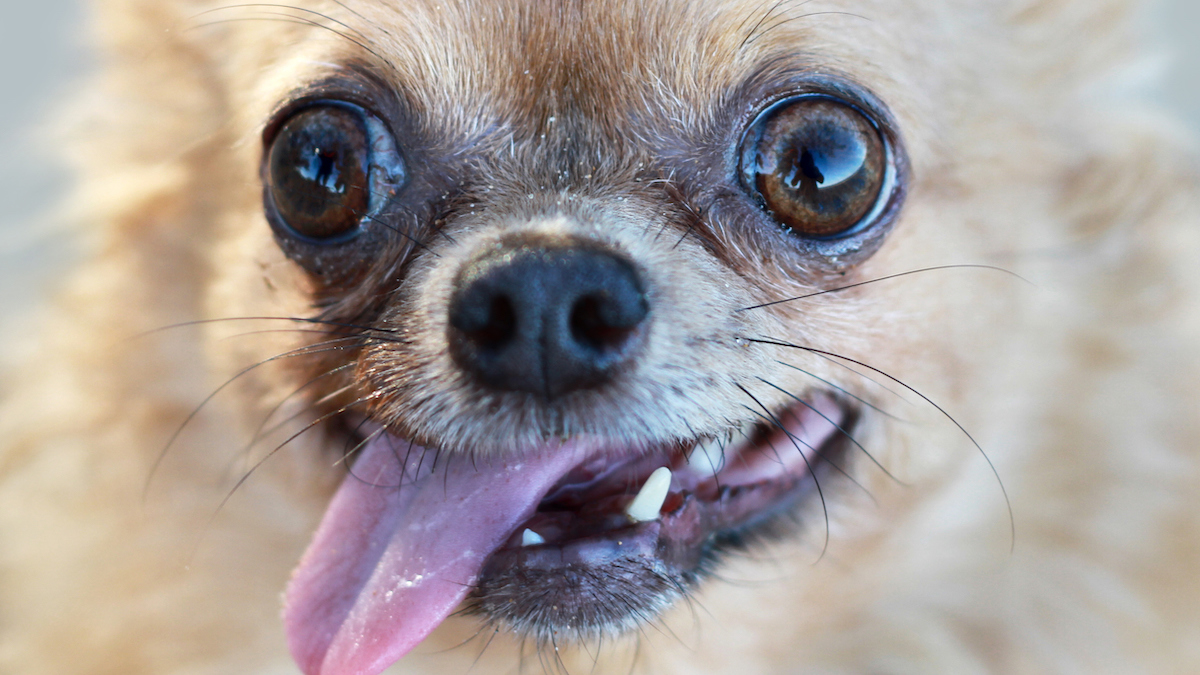 Your Dog Probably Still Has Some Wolf DNA in Its Genome, Study Finds : ScienceAlert