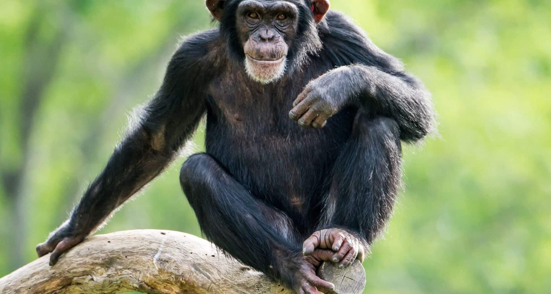 Chimpanzees Can Use Metacognition To Plan Accordingly