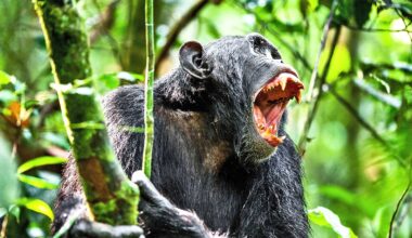 Chimps that kill for territory gain reproductive advantages