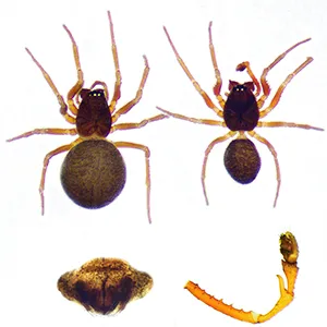 Prinerigone vagans in Sulfur Cave. Male and male pedipalp (right). Female and female epigyne (left). Credit: Subterranean Biology