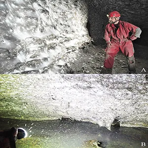 The colonial spider web in Sulfur Cave, is home to a mixed colony of Tegenaria domestica and Prinerigone vagans. A. Side view; B. frontal view. The swarm of adult chironomids is visible near the cave stream. Photo A: Marek Audy. Credit: Subterranean Biology