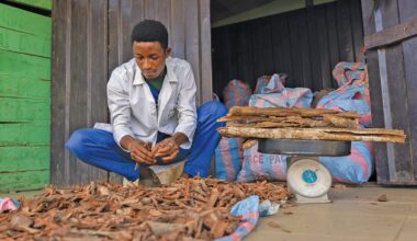 WHO Bulletin special issue on traditional medicine