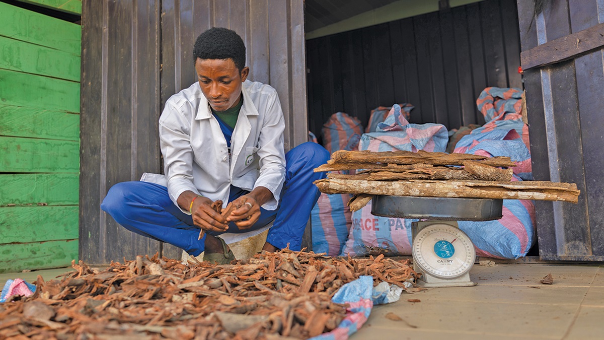 WHO Bulletin special issue on traditional medicine