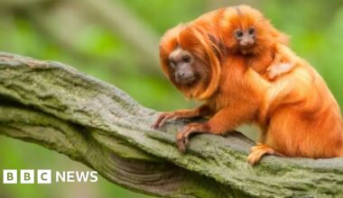 COP30 talks as Amazon tree-felling blamed for River Wye pollution