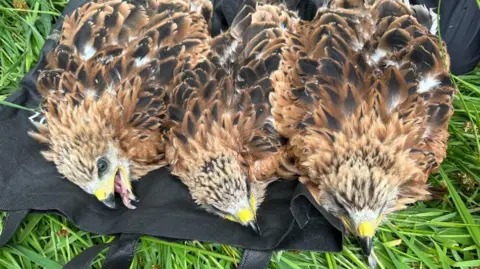 Simon Dudhill Three red kite chicks lie on the ground having been collected to send to Spain
