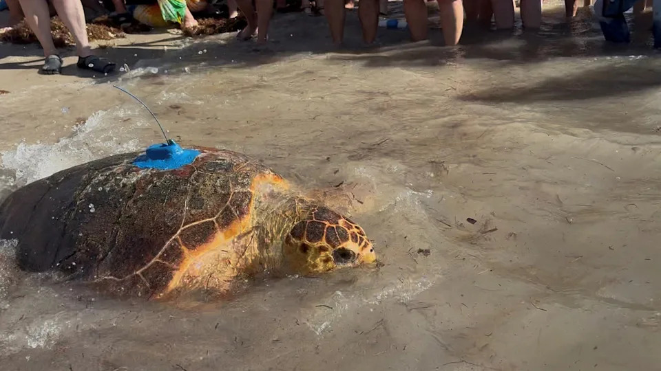 Molly swims away with a tracker attached to her back. (Juliette Arcodia / NBC News)