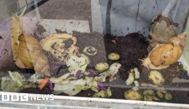 Two giant snails abandoned in Buckinghamshire 'lucky' to survive