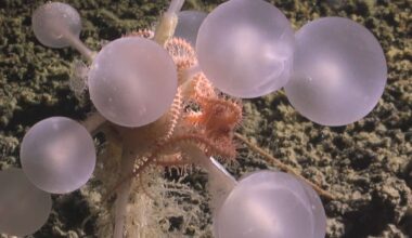 ‘death Ball’ Tree Sponge