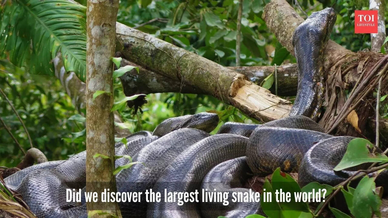 Did we discover the largest living snake in the world