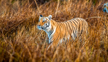 Beyond Skin and Bones: A 25-year analysis of tiger seizures from 2000 to June 2025