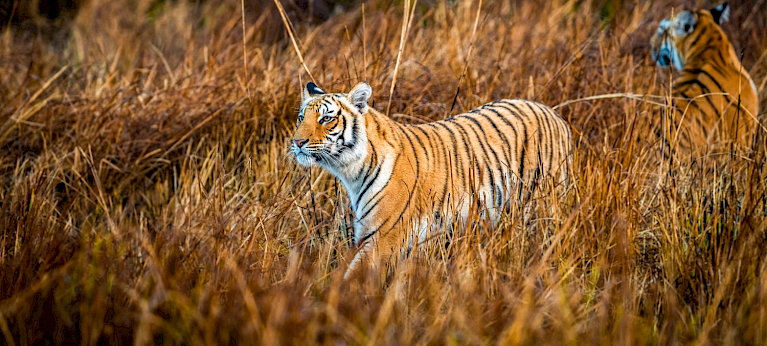 Beyond Skin and Bones: A 25-year analysis of tiger seizures from 2000 to June 2025