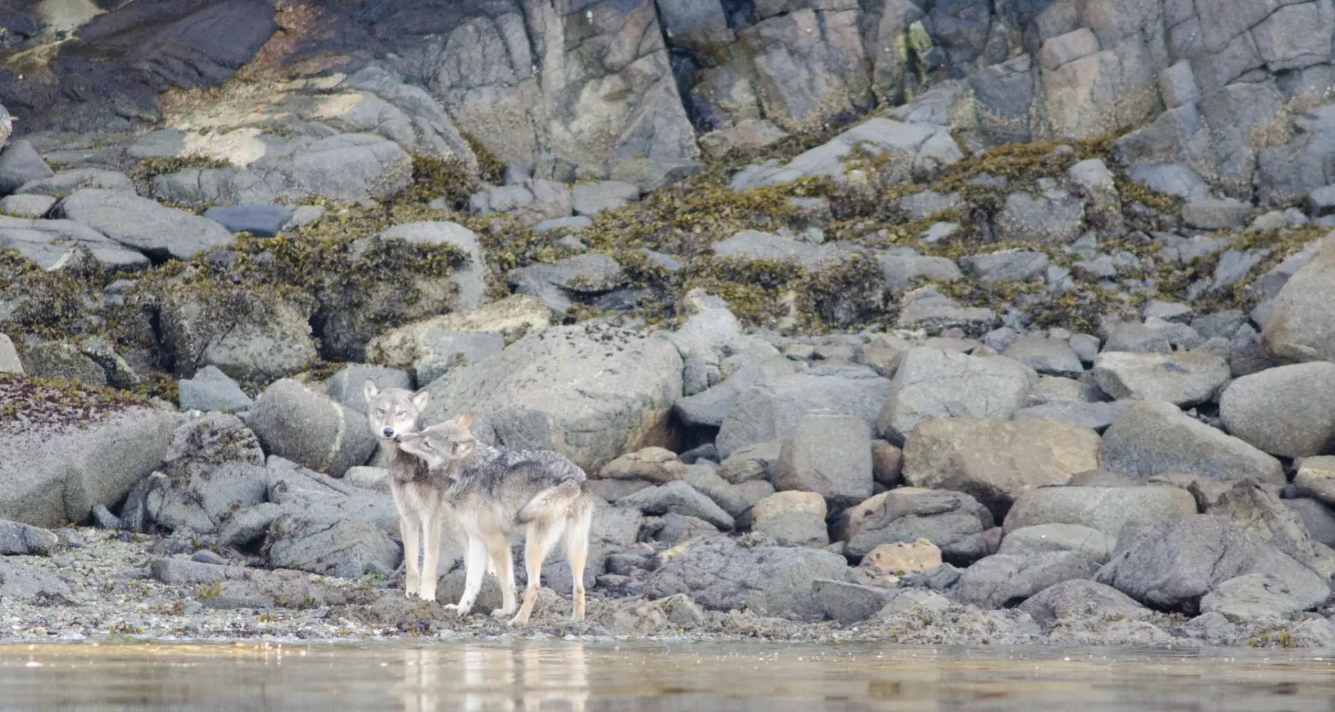 Two wolves on the shore