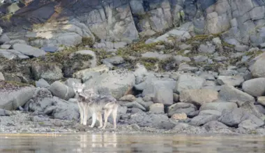 Two wolves on the shore