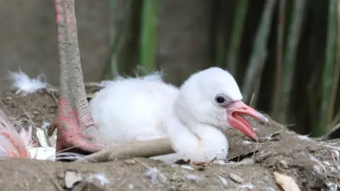 Director Alison A small white fluffy flamingo chick with a pink beak. It is laying in a muddy nest and is next to another flamingo.