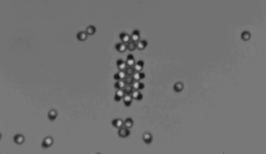 Physics - Active Matter Gets Solid