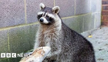 Overweight racoon found in Cornwall in 'unusual' rescue