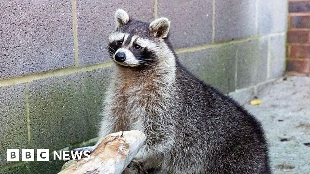 Overweight racoon found in Cornwall in 'unusual' rescue