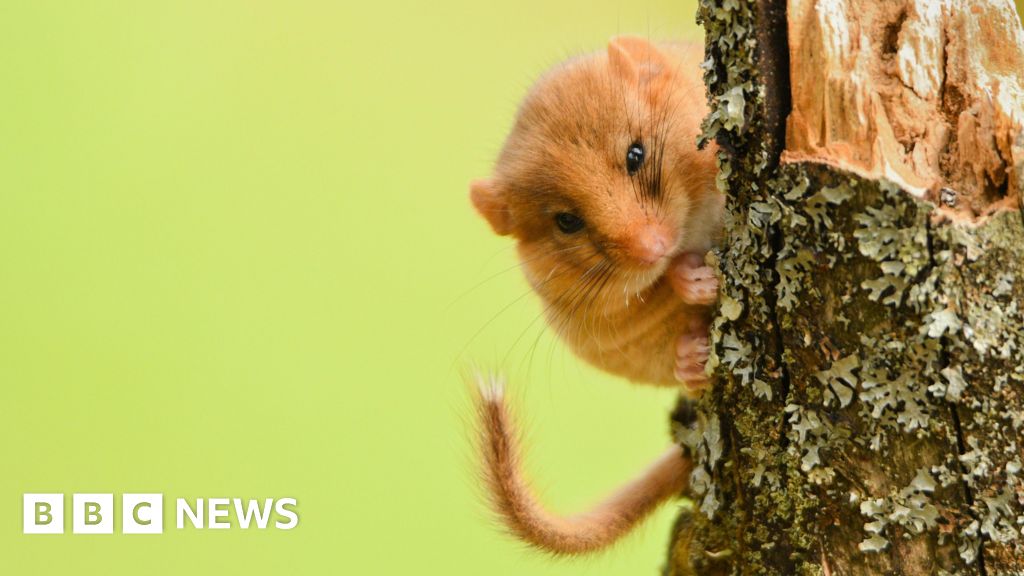 Endangered dormice habitats could be restored by charity appeal