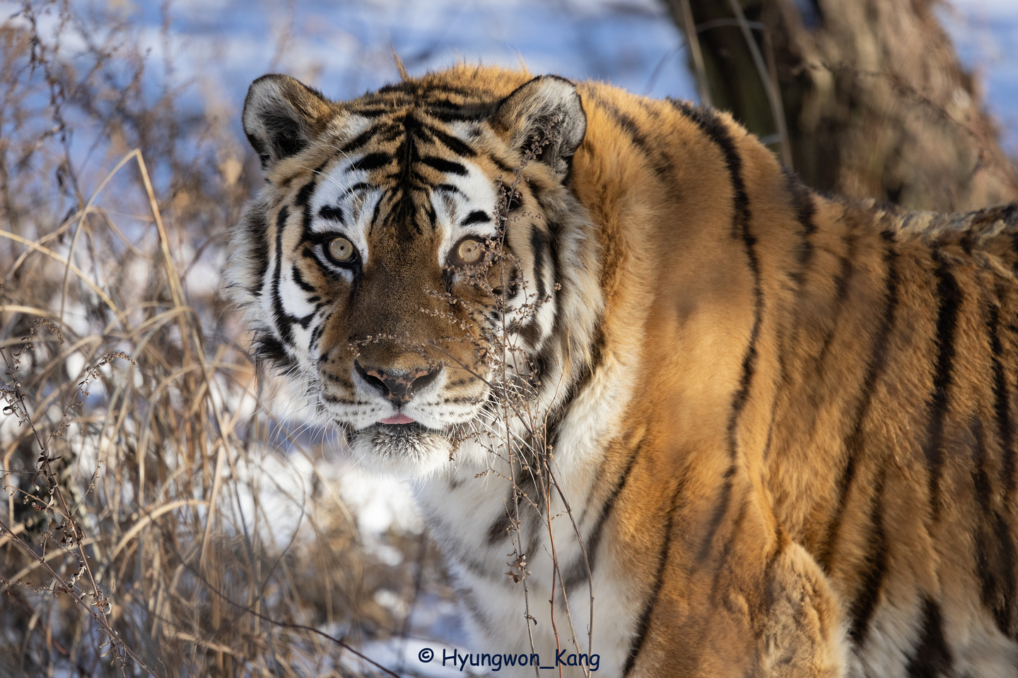 The tiger Hancheong, born in 2005, is seen in this photo. She died at the Baekdudaegan National Arboretum in Bonghwa, North Gyeongsang, on Nov. 6. [BAEKDUDAEGAN NATIONAL ARBORETUM]