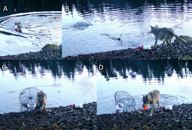 four stills of a wolf dragging a trap from water, taken from video footage