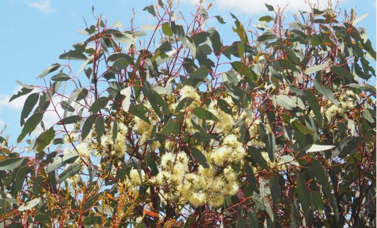 Eucalyptus Livida, One Of The Two Host Plant Species Of Megachile Lucifer Sp. Nov.