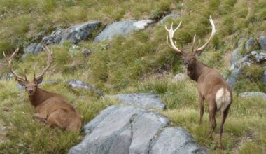 Herd of special interest idea labelled joke
