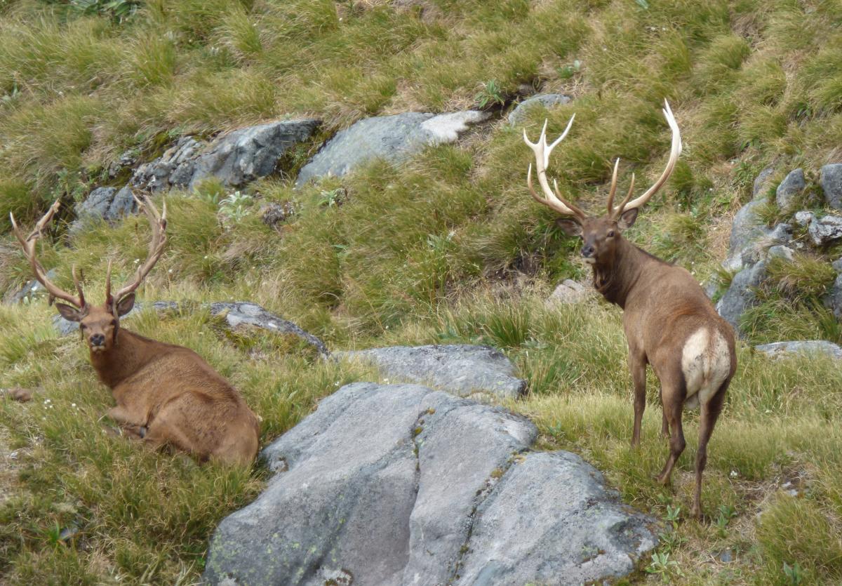 Herd of special interest idea labelled joke