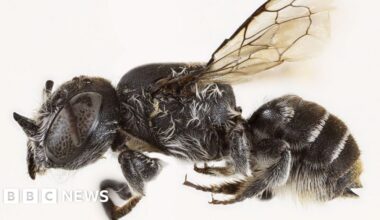 New 'Lucifer' bee with devil-like horns found in Australia