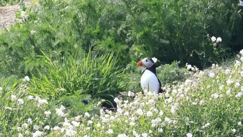 RONALD SURGENOR A puffin standing on the Isle of Muck off Islandmagee, amid greenery with small white flowers in the foreground 