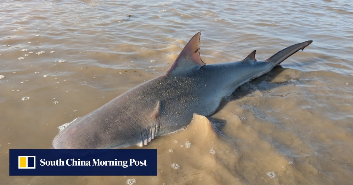 Bull shark found stranded in Hong Kong mudflats returned to sea by residents