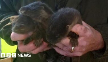 Baby otters found at Compton Verney after tree falls in parkland