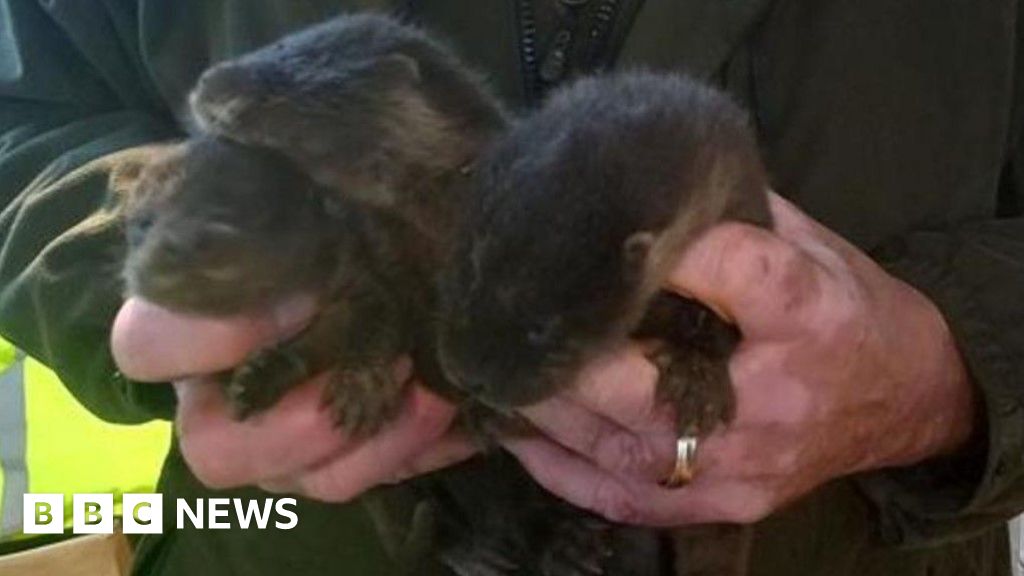 Baby otters found at Compton Verney after tree falls in parkland